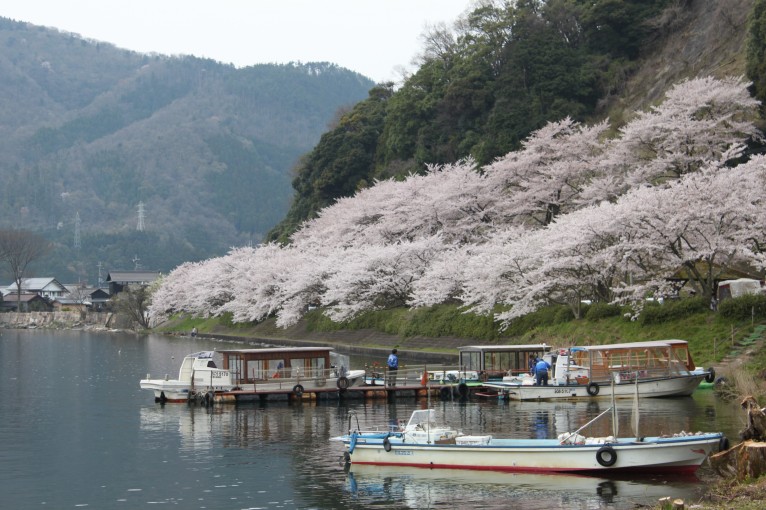 海津大崎の桜